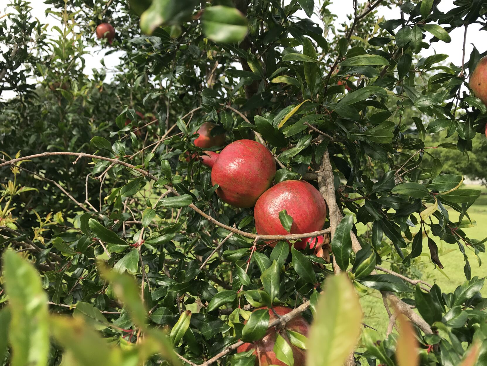 Pomegranate fruit